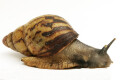 Archachatina papyracea adelinae Cameroon adult
